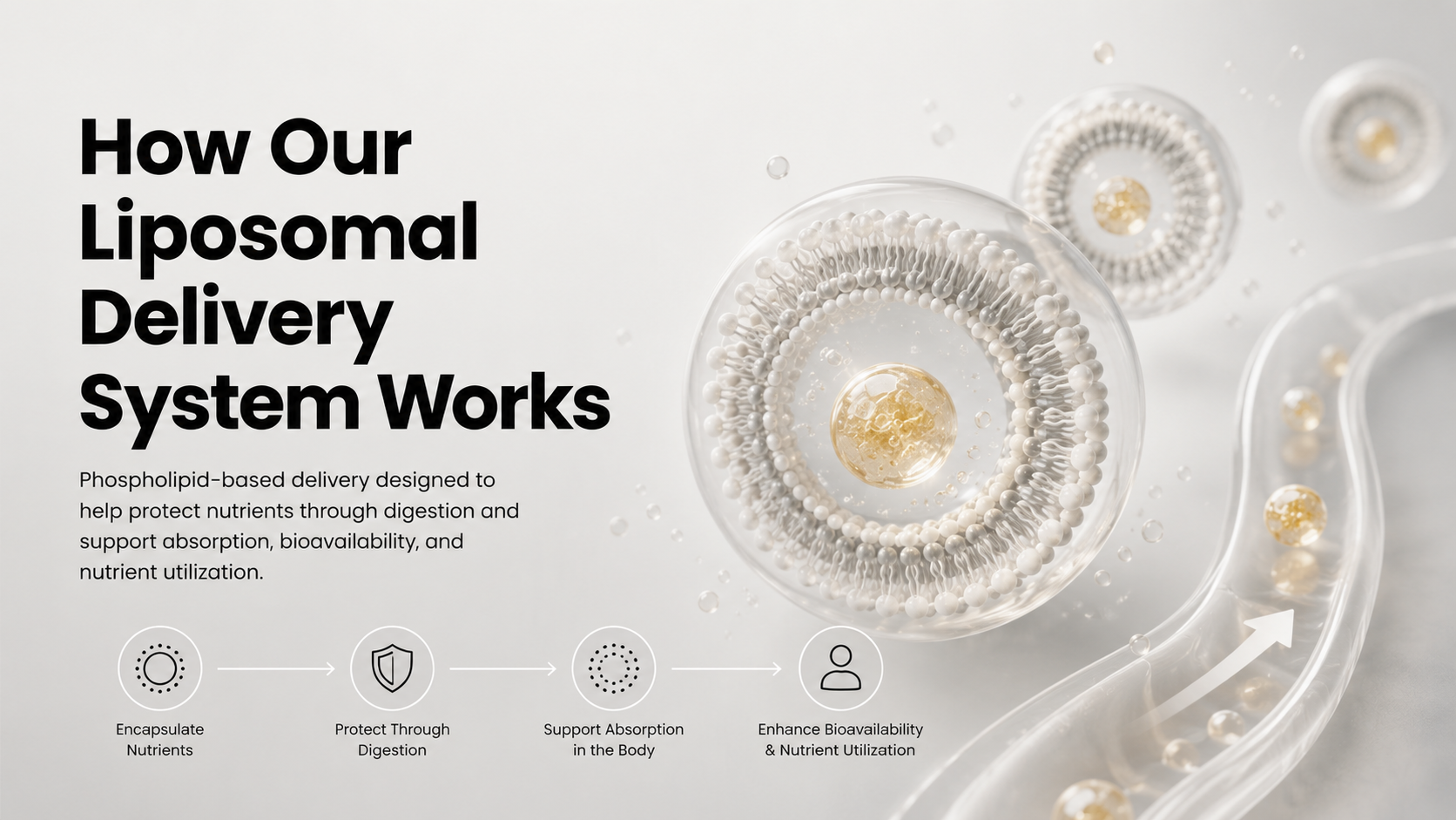How the Mitogenex Liposomal Delivery System Works
